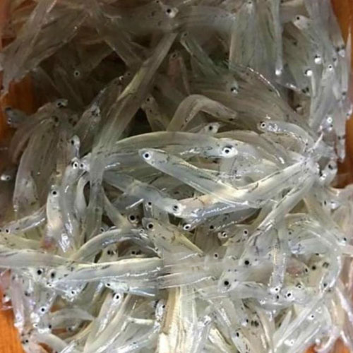 Cá mờm biển Hà Tĩnh siêu ngon