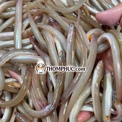 ca-sun-sin-3 Cá sụn sịn mềm, ngon