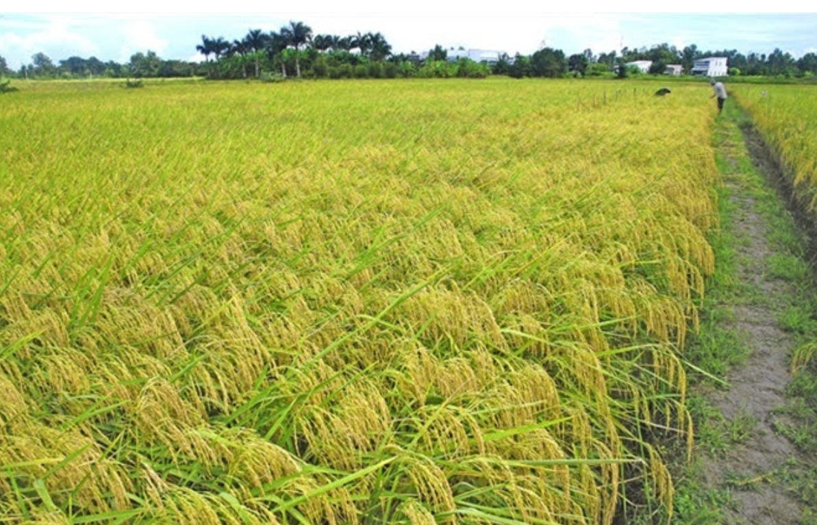 Giống lúa chủ lực của Đồng bằng sông Cửu Long.